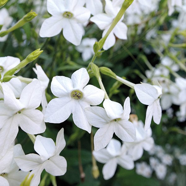 Nicotiana alata grandiflora