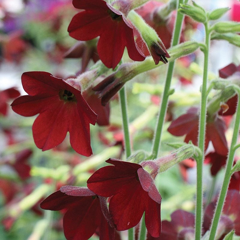 Nicotiana Baby Bella