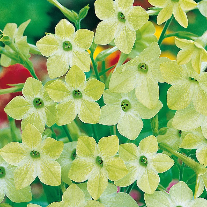 Nicotiana Lime Green