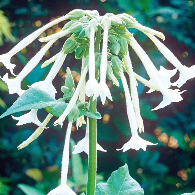 Nicotiana sylvestris