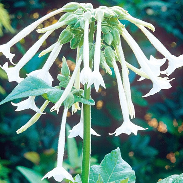 Nicotiana sylvestris