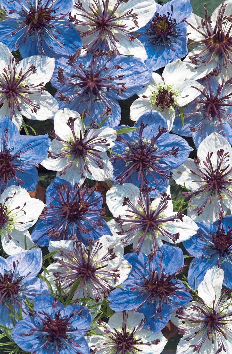 Nigella Musical Prelude Seeds