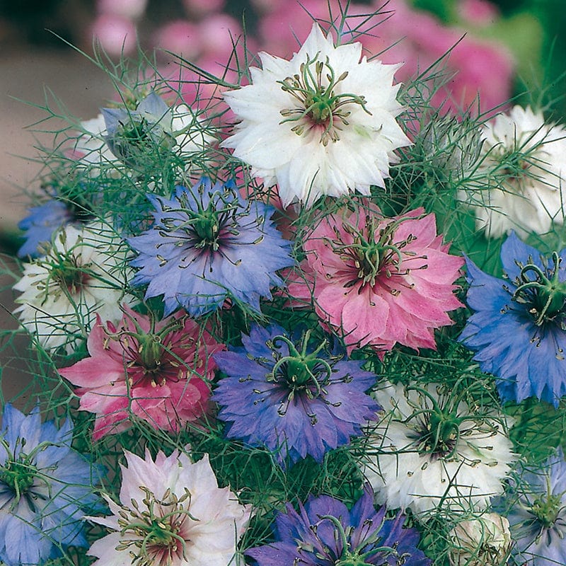 Nigella Persian Jewels