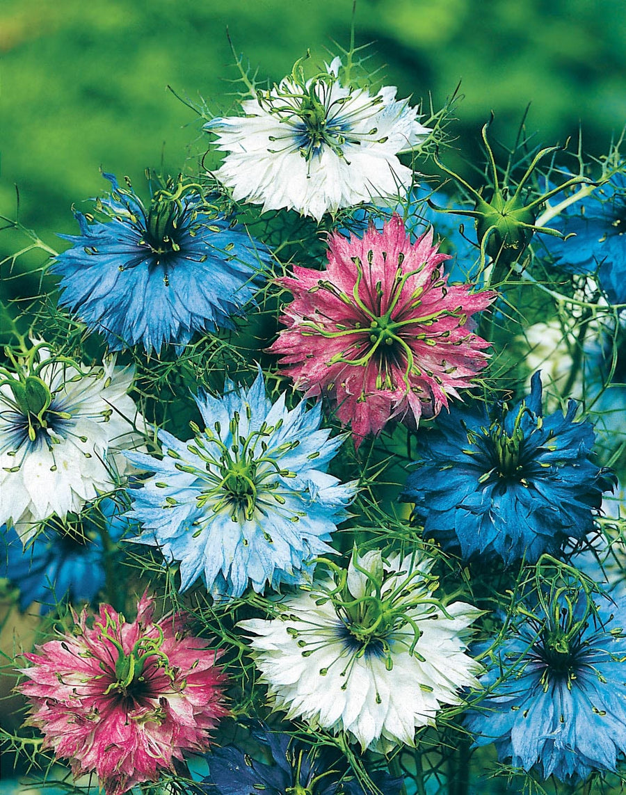 Nigella Persian Jewels Seeds