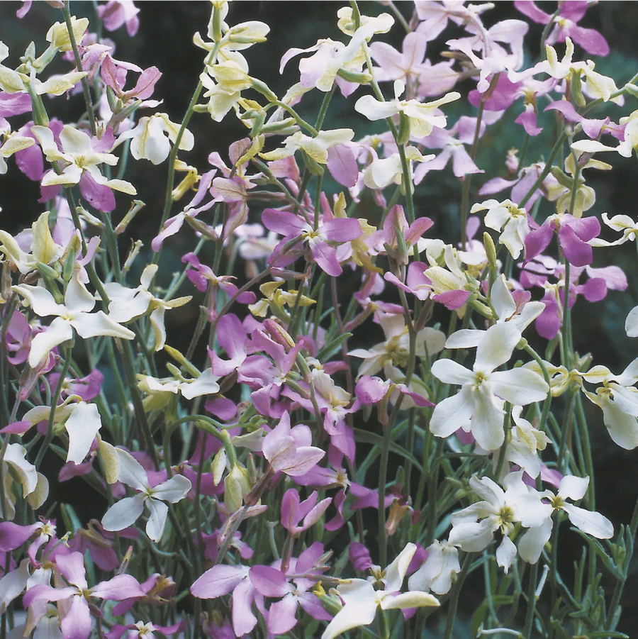 Night Scented Stock Seeds