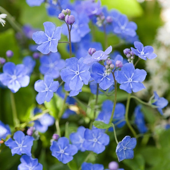 Omphalodes cappadocica Cherry Ingram