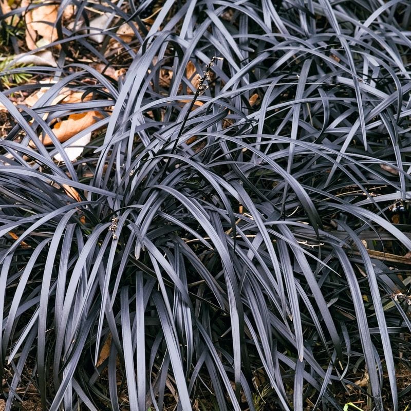 Ophiopogon planiscapus Niger Plants