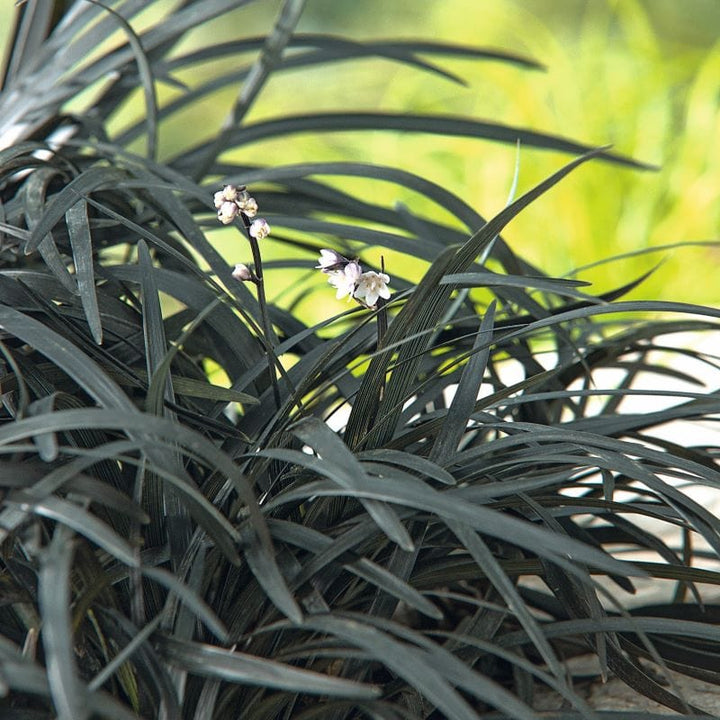 Ophiopogon planiscapus Niger Plants