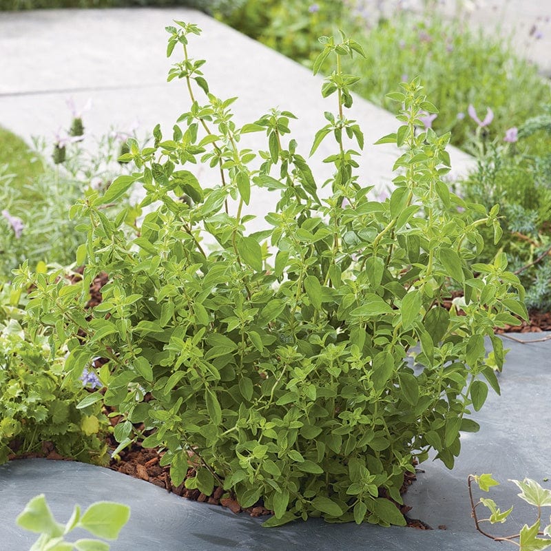 Oregano Plants