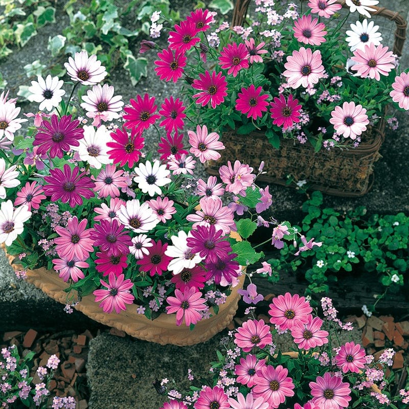 Osteospermum Ballade Mixed