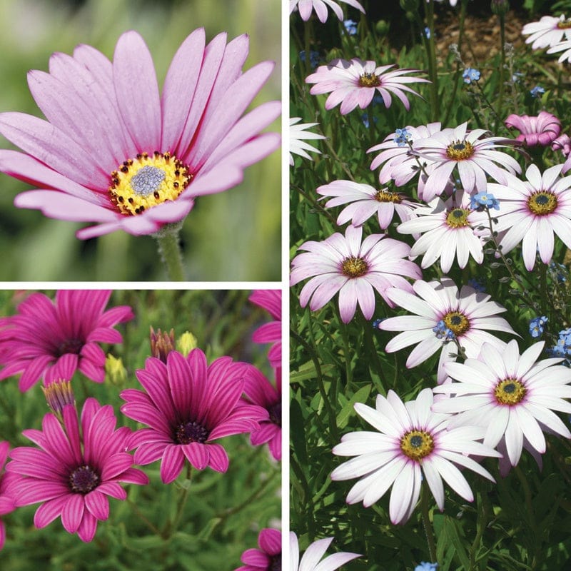 Osteospermum Collection