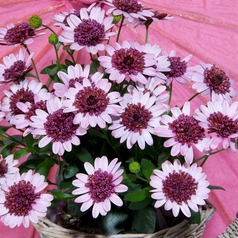 Osteospermum Double Berry White