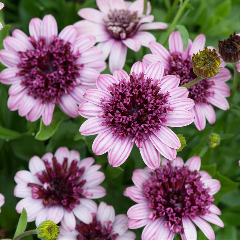 Osteospermum Double Berry White