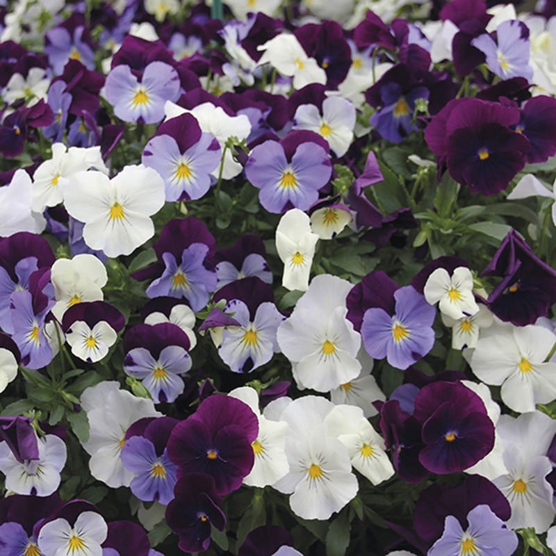 Pansy Cool Wave Berries n Cream F1