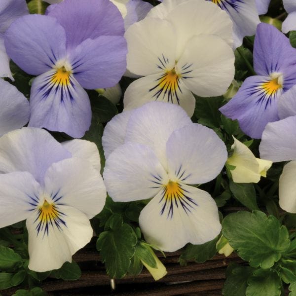 Pansy Cool Wave Frost Garden Ready Bedding Plants