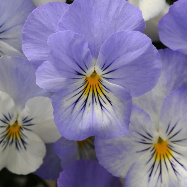 Pansy Cool Wave Frost Garden Ready Bedding Plants
