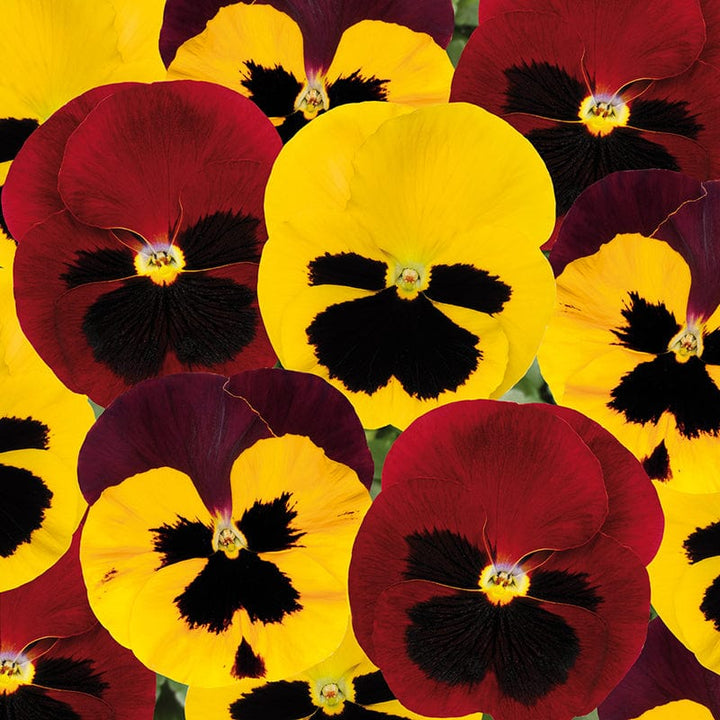 Pansy Matrix Mix Autumn Blaze