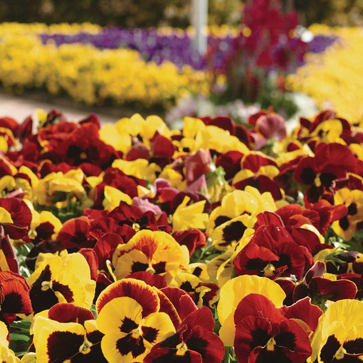 Pansy Matrix Mix Autumn Blaze