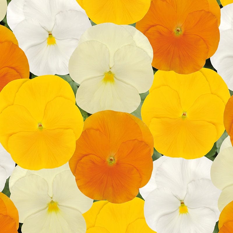 Pansy Matrix Mix Citrus