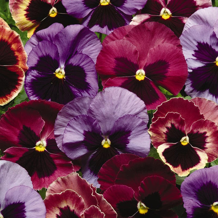 Pansy Matrix Mix Coastal Sunrise UK