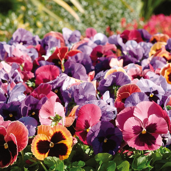 Pansy Matrix Mix Coastal Sunrise UK