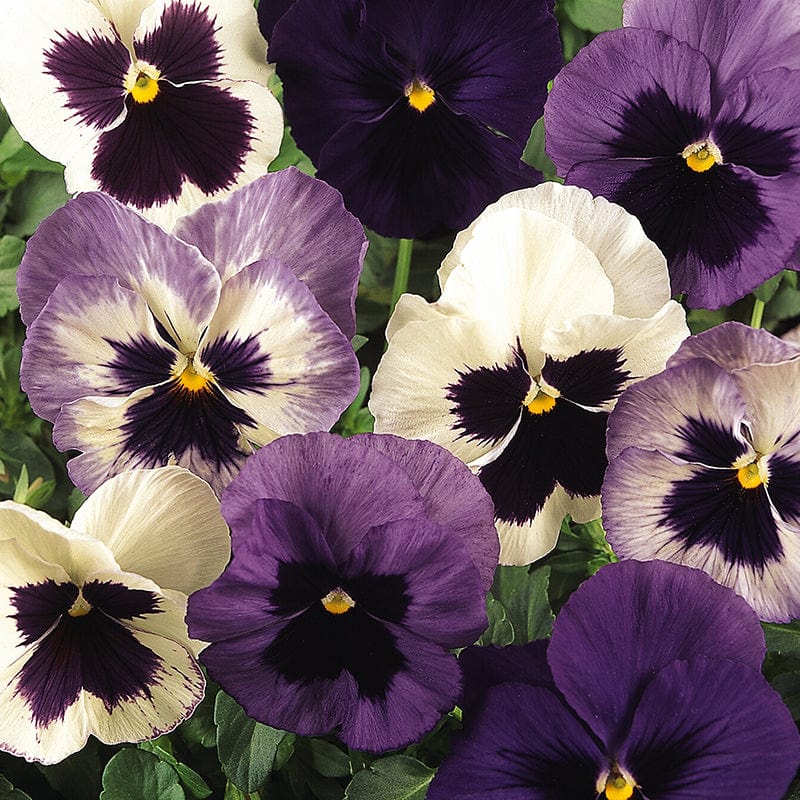 Pansy Matrix Mix Ocean Breeze