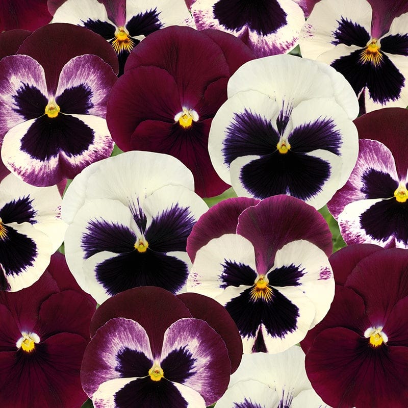 Pansy Matrix Mix Raspberry Sundae