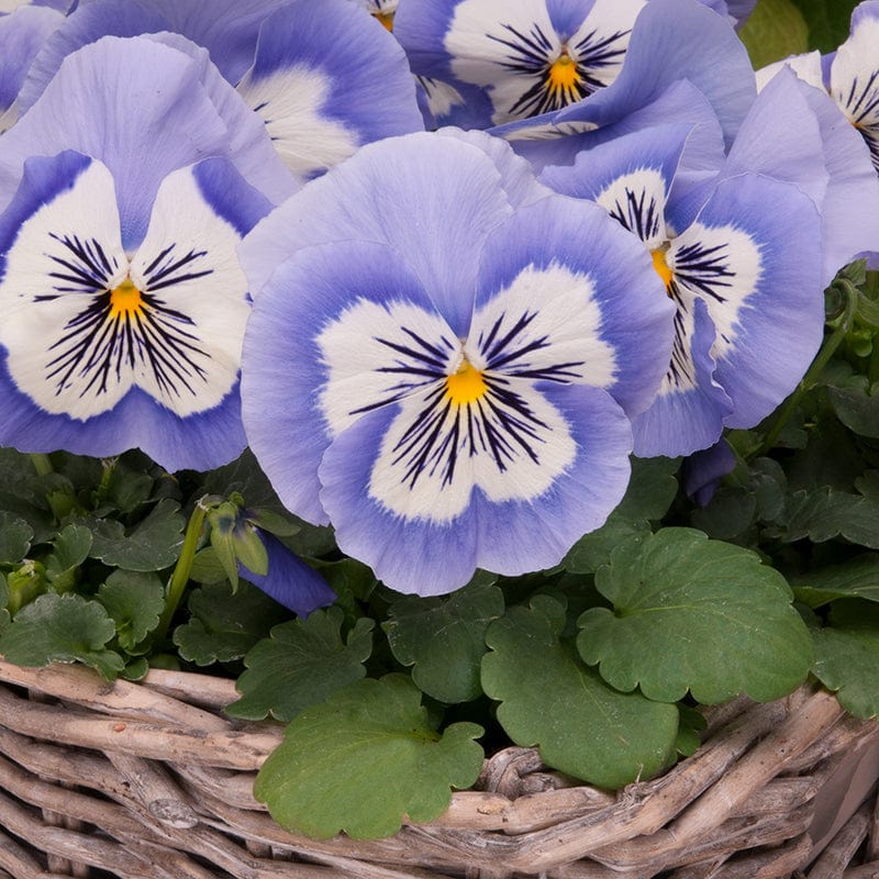 Pansy Mystique Blue Whiskers Flower Plants