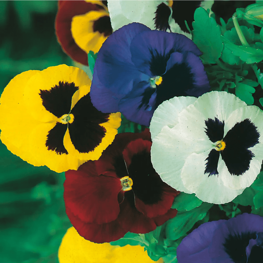 Pansy Swiss Giants Mixed Seeds