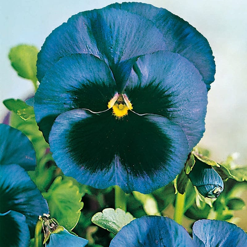 Pansy Ullswater Blue