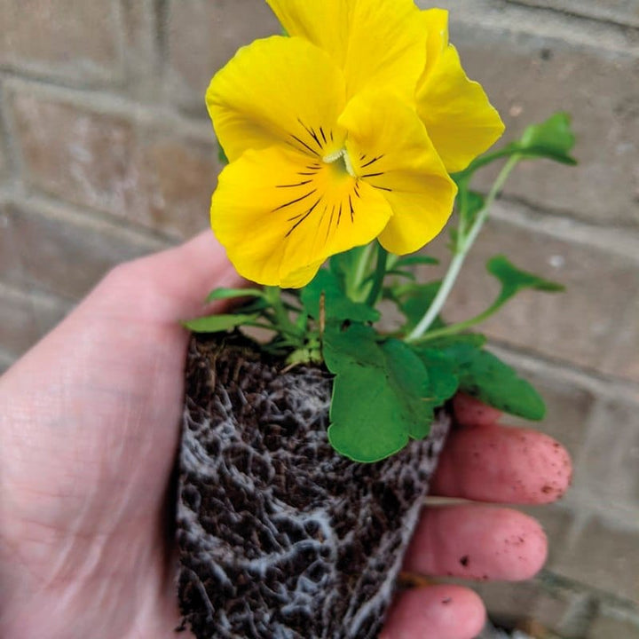 Pansy Winter Flowering Mixed F1