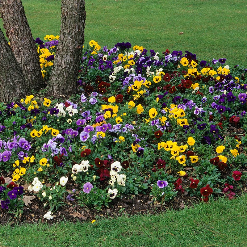 Pansy Winter Flowering Mixed F1