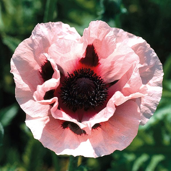 Papaver orientale Princess Victoria Louise