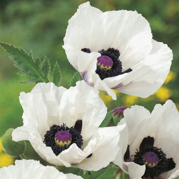 Papaver orientale Royal Wedding