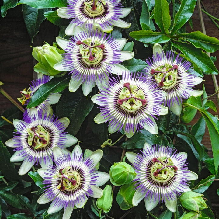 Passiflora caerulea (Blue Passion Flower) Plants