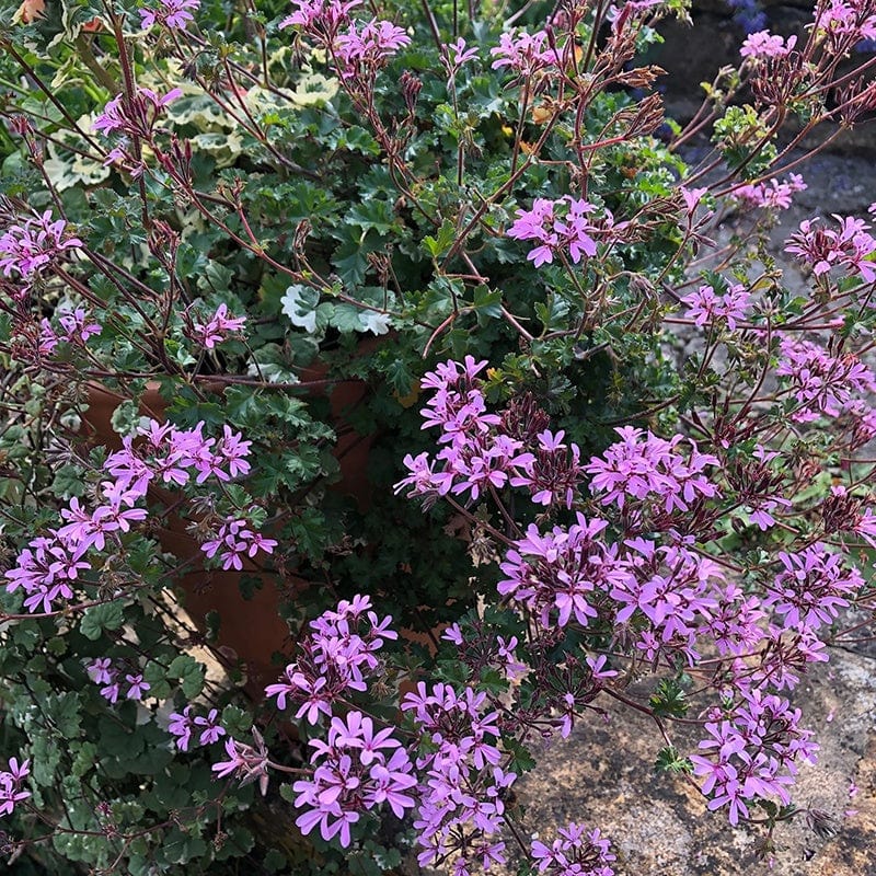 Pelargonium Deerwood Lavender Lass
