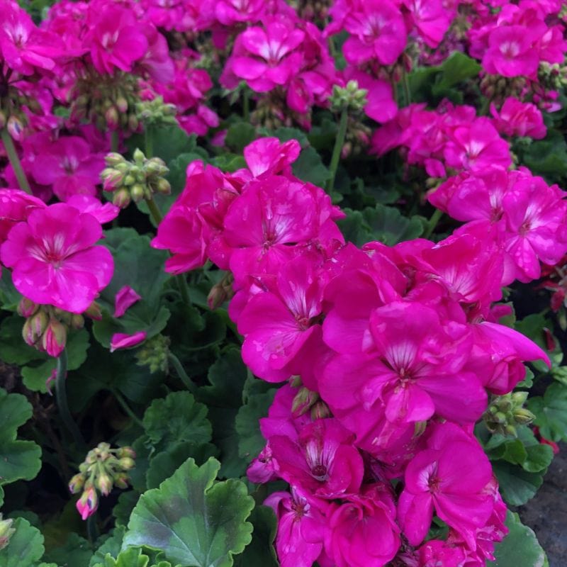 Pelargonium Eco Merle Purple