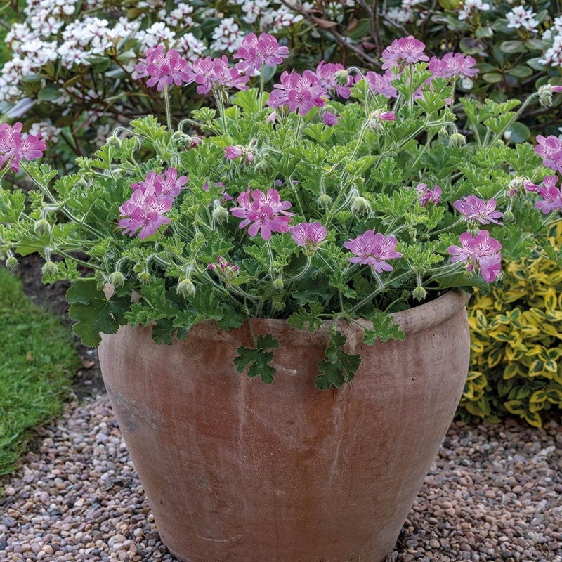 Pelargonium (Scented) Pink Capitatum