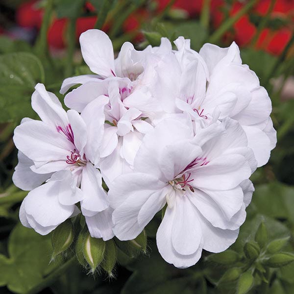 Pelargonium Sunflair Eva White