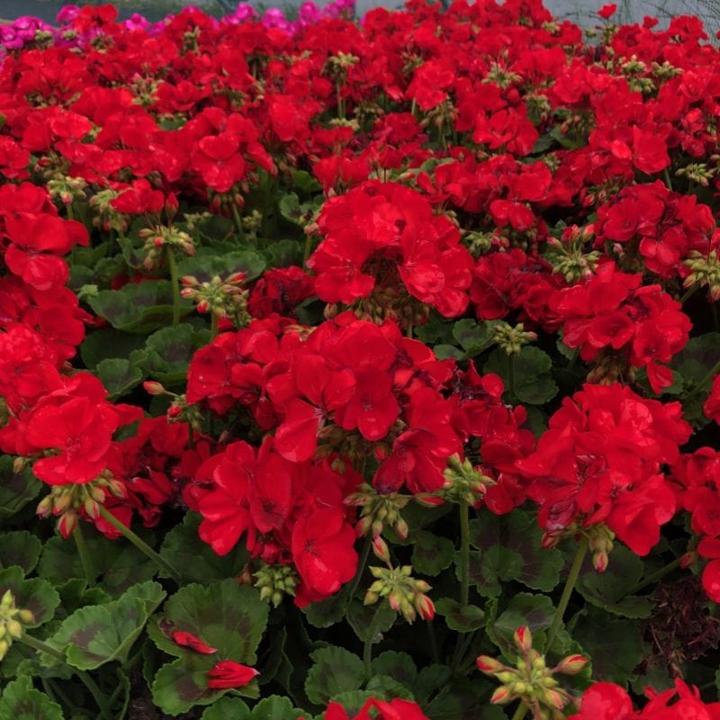 Pelargonium Trend Red