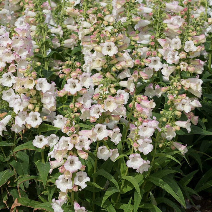 Penstemon Arabesque Appleblossom