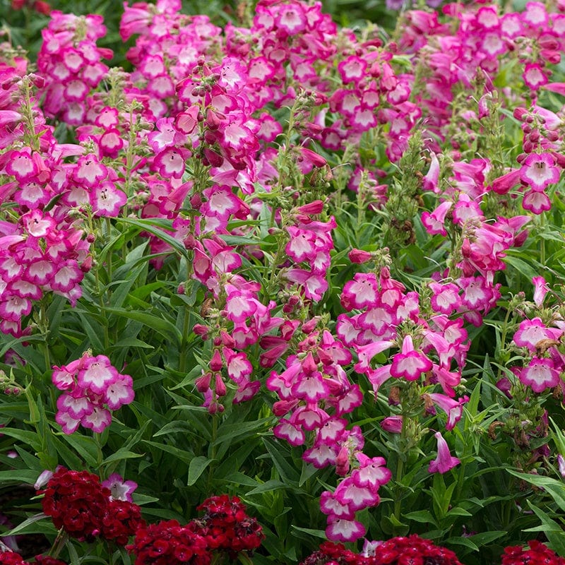 Penstemon Arabesque Orchid