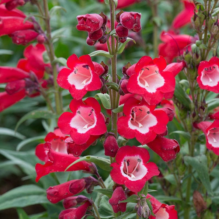 Penstemon Arabesque Red