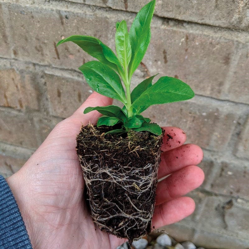 Penstemon Arabesque Red