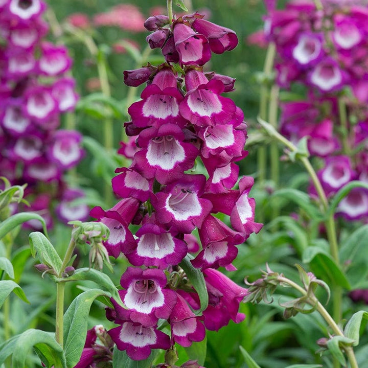 Penstemon Arabesque Violet