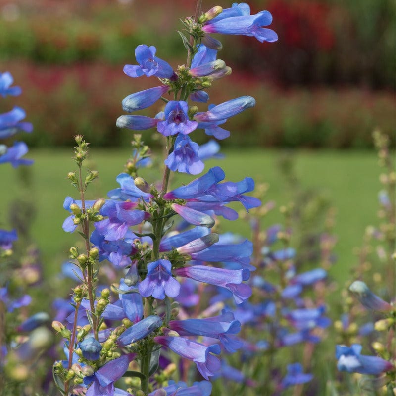 Penstemon Electric Blue