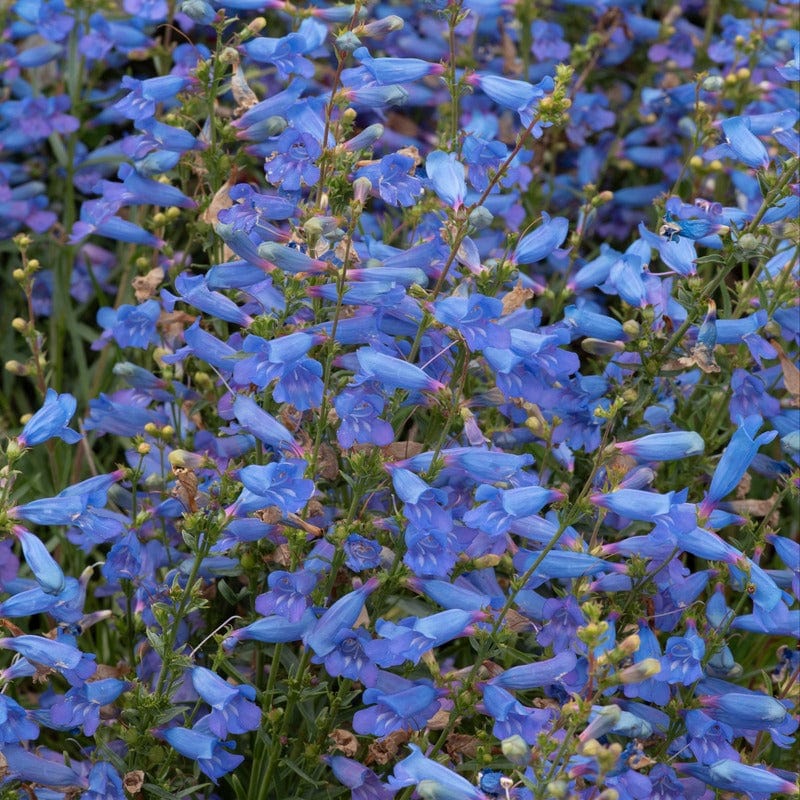 Penstemon Electric Blue