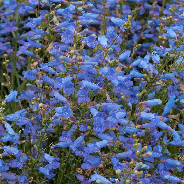 Penstemon Electric Blue