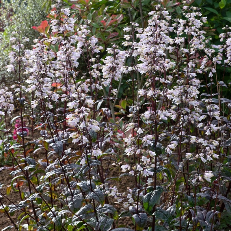 Penstemon Onyx & Pearls