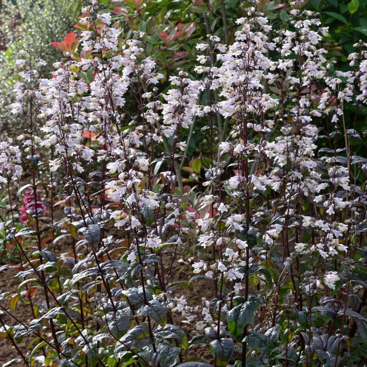 Penstemon Onyx & Pearls